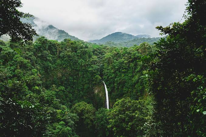 Tree harvesting in Kenya’s forests raises concerns about ESG, sustainability and conservation.